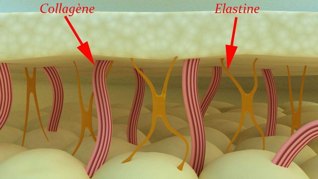 Kolagenas ir elastinas – struktūriniai odos baltymai